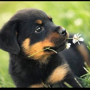 Meet your Posher, Alexis